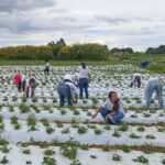 Mulheres do campo: 100 certificadas em Brazlândia