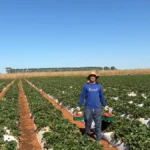 Agricultor familiar: o herói anônimo da mesa do brasiliense