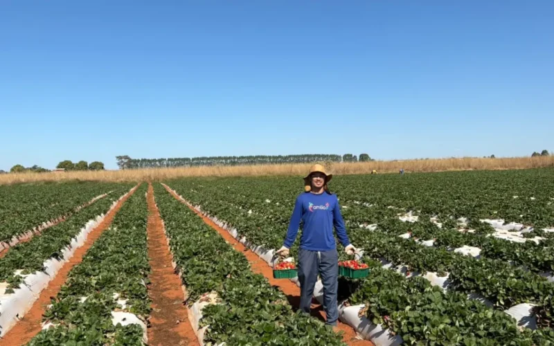 Agricultor familiar: o herói anônimo da mesa do brasiliense